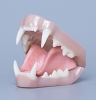 TONGUE SOLD SEPARATELY<br>PICTURED WITH SNARLING TONGUE